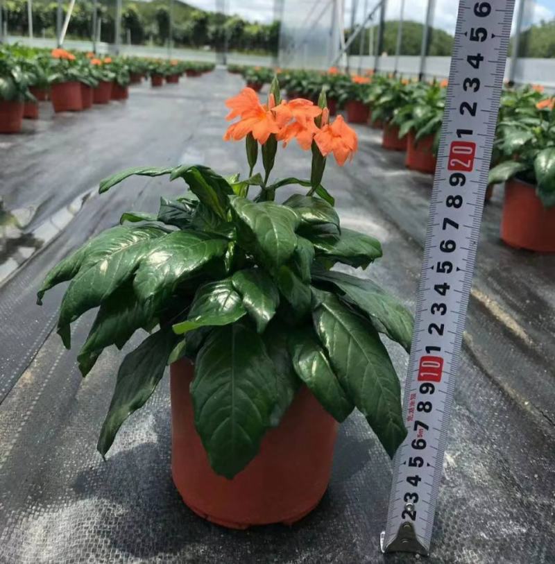 鸟尾花盆栽带花发客厅草本花卉茶几办公桌春夏开花室内好养