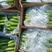 香蕉云南河口香蕉新鲜采摘产地现采现发品质保障欢迎选购