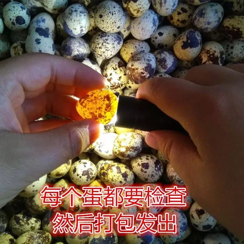 【赠送卤料】160枚农家杂粮喂养新鲜生鹌鹑蛋新鲜120