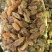 特价批发新疆吐鲁番原味散装葡萄干休闲零食一手货源量大优惠