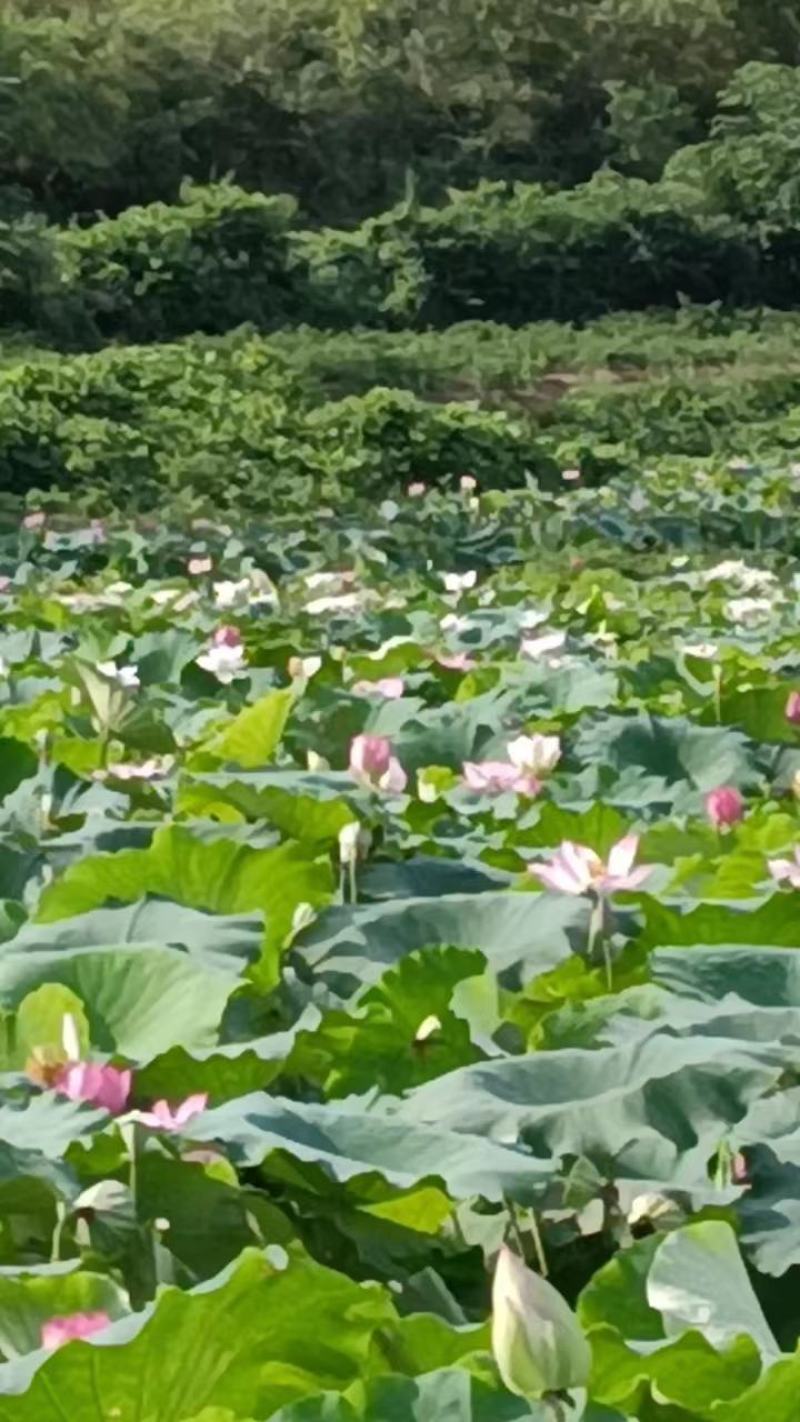 【热卖推荐】广昌干荷叶自然一片一片晾干无硫