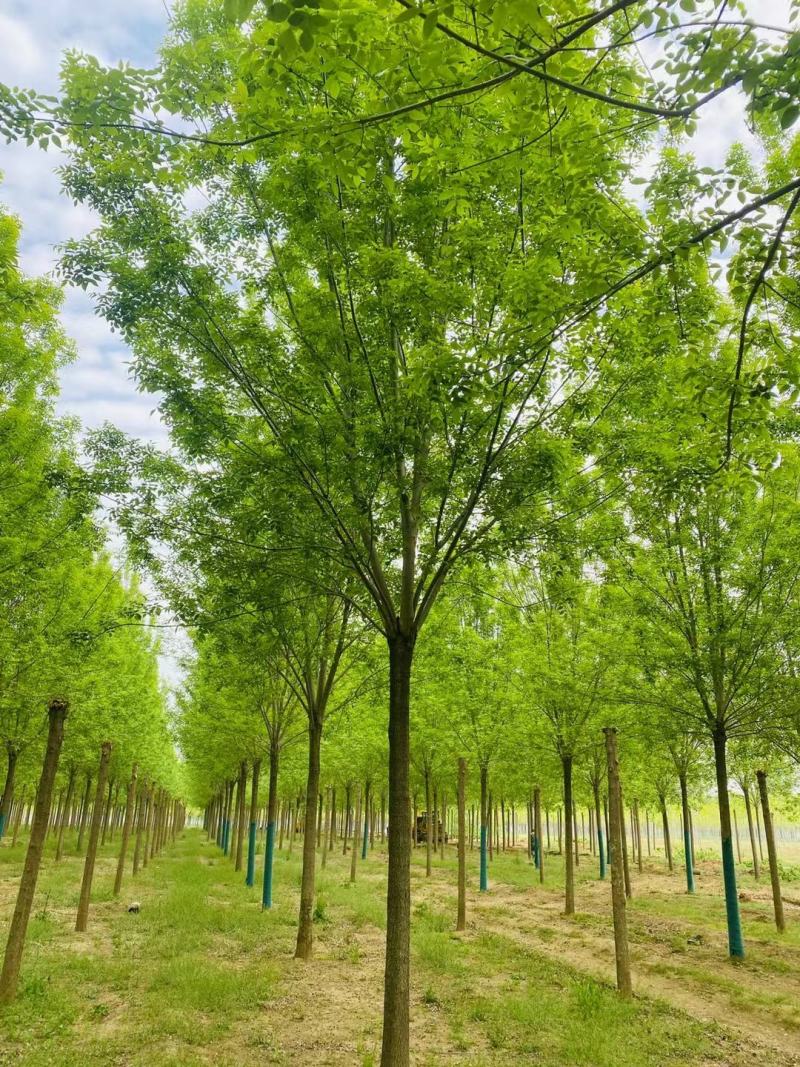 20公分白蜡价格，20公分速生白蜡市场价格表
