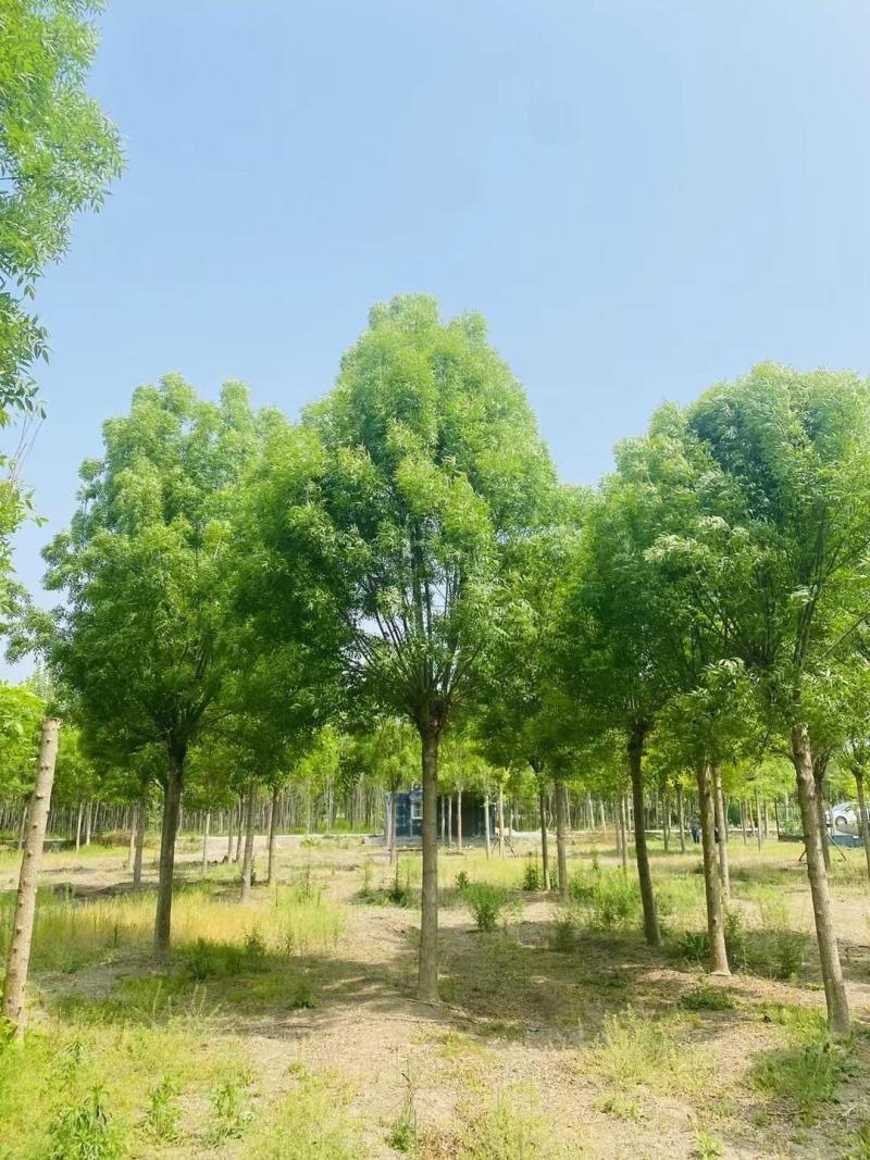 20公分白蜡价格，20公分速生白蜡市场价格表