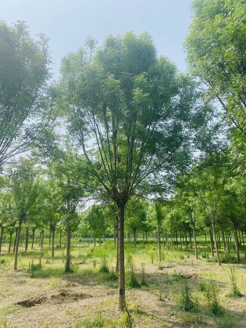 20公分白蜡价格，20公分速生白蜡市场价格表