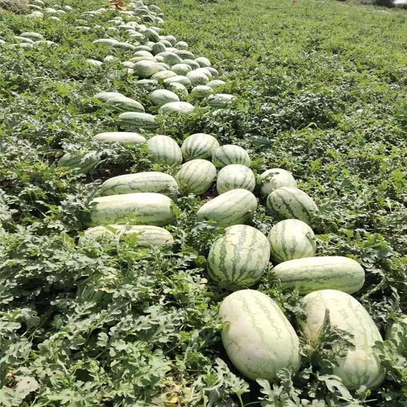 新疆西瓜吐鲁番哈密昌吉西瓜全国发货金城安农西瓜大量发货