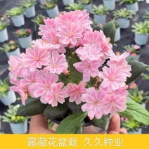 露薇花盆栽带花发货琉维草多年生室内外阳台四季开花卉浓香