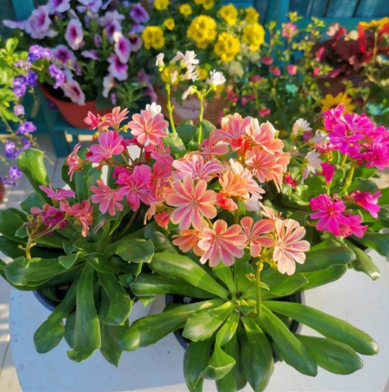 露薇花盆栽带花发货琉维草多年生室内外阳台四季开花卉浓香