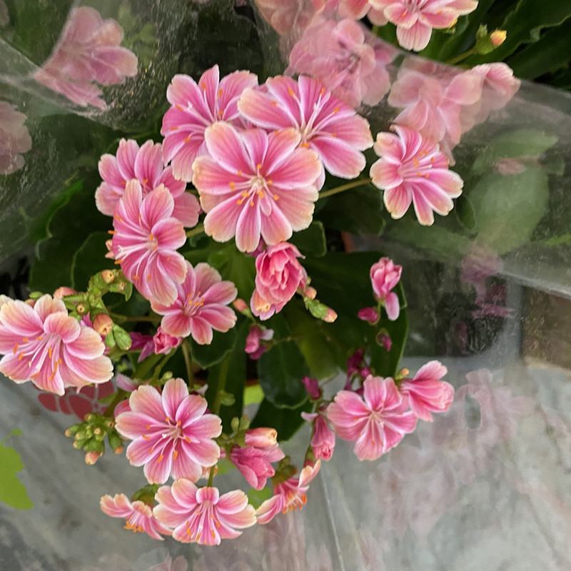 露薇花盆栽带花发货琉维草多年生室内外阳台四季开花卉浓香