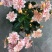 露薇花盆栽带花发货琉维草多年生室内外阳台四季开花卉浓香