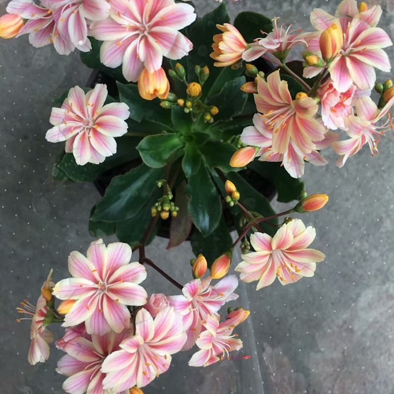 露薇花盆栽带花发货琉维草多年生室内外阳台四季开花卉浓香