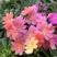 露薇花盆栽带花发货琉维草多年生室内外阳台四季开花卉浓香