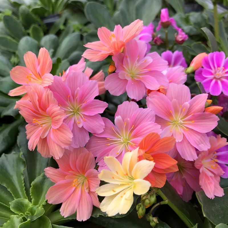 露薇花盆栽带花发货琉维草多年生室内外阳台四季开花卉浓香