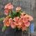 露薇花盆栽带花发货琉维草多年生室内外阳台四季开花卉浓香