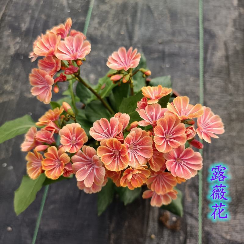 露薇花盆栽带花发货琉维草多年生室内外阳台四季开花卉浓香
