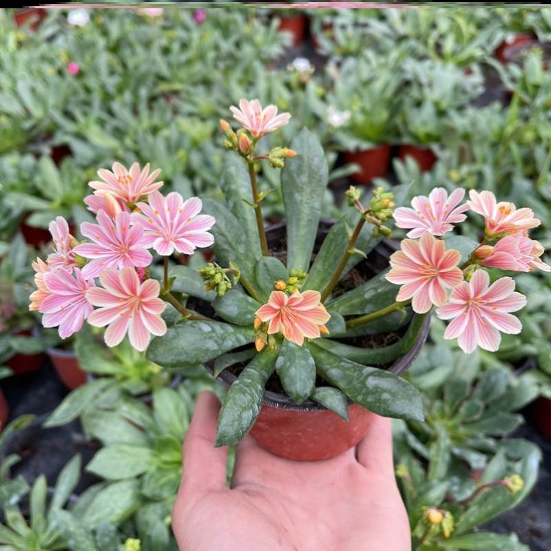 露薇花盆栽带花发货琉维草多年生室内外阳台四季开花卉浓香