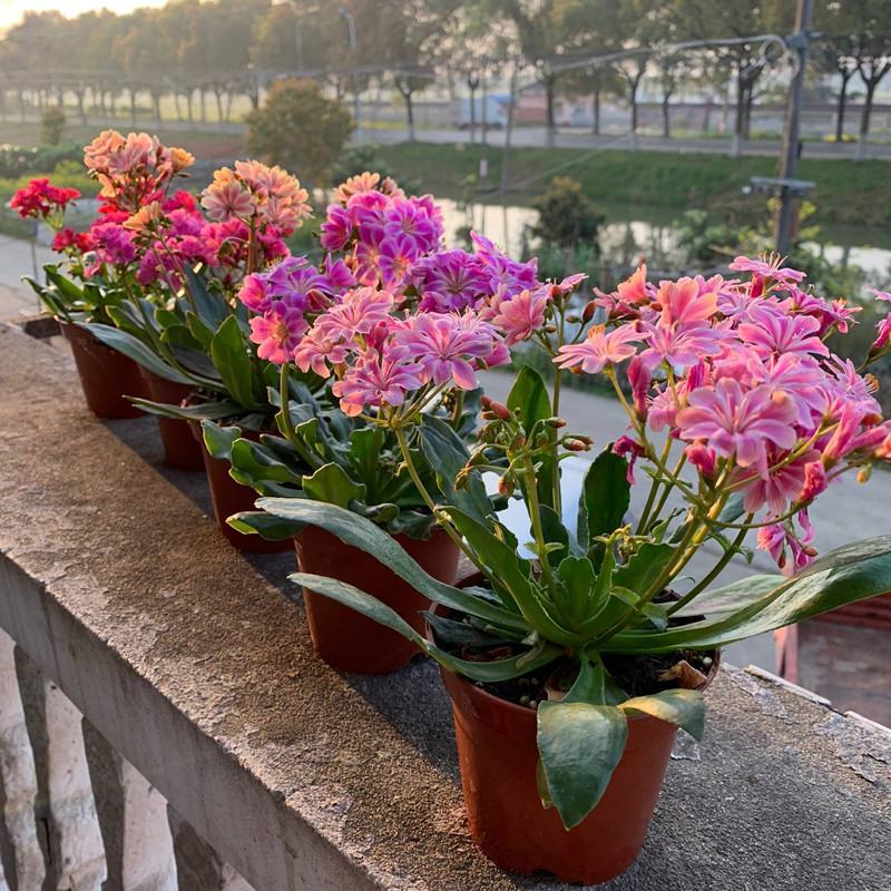 露薇花盆栽带花发货琉维草多年生室内外阳台四季开花卉浓香