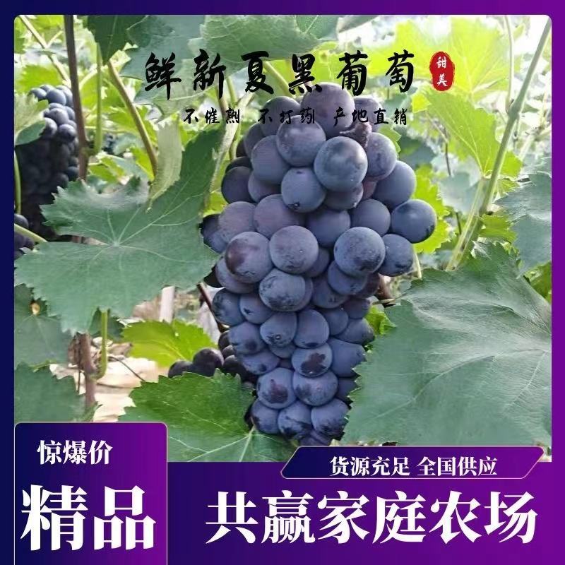 精品巨峰夏黑阳光玫葡萄颗颗爆汁酸甜可口品种齐全。