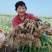 鲜大蒜代收