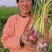 鲜大蒜代收