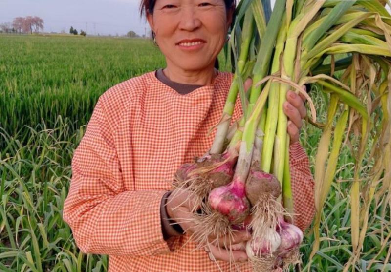 鲜大蒜代收