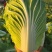 白菜黄心白菜无烧心质量好单颗3到4斤诚信商家