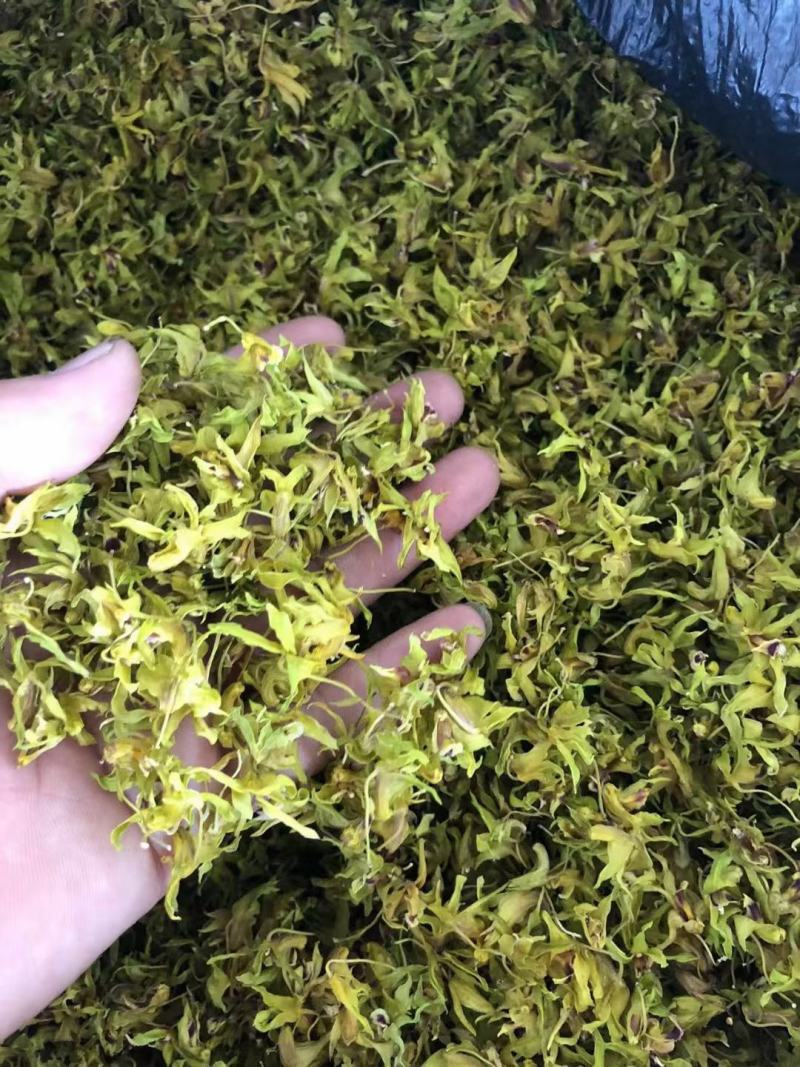 云南普洱铁皮石斛花
