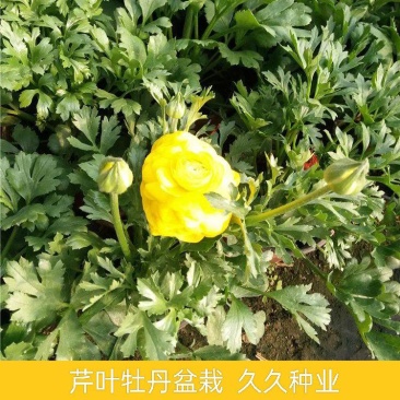 花毛茛盆栽带花进口水培重瓣洋苗四季常青易活室内阳台耐寒植