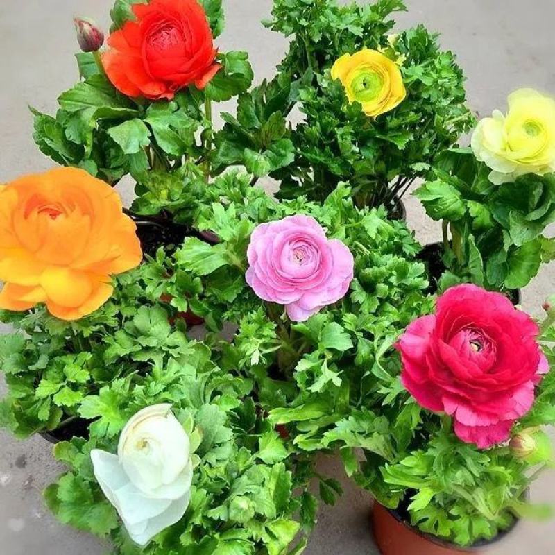 花毛茛盆栽带花进口水培重瓣洋苗四季常青易活室内阳台耐寒植