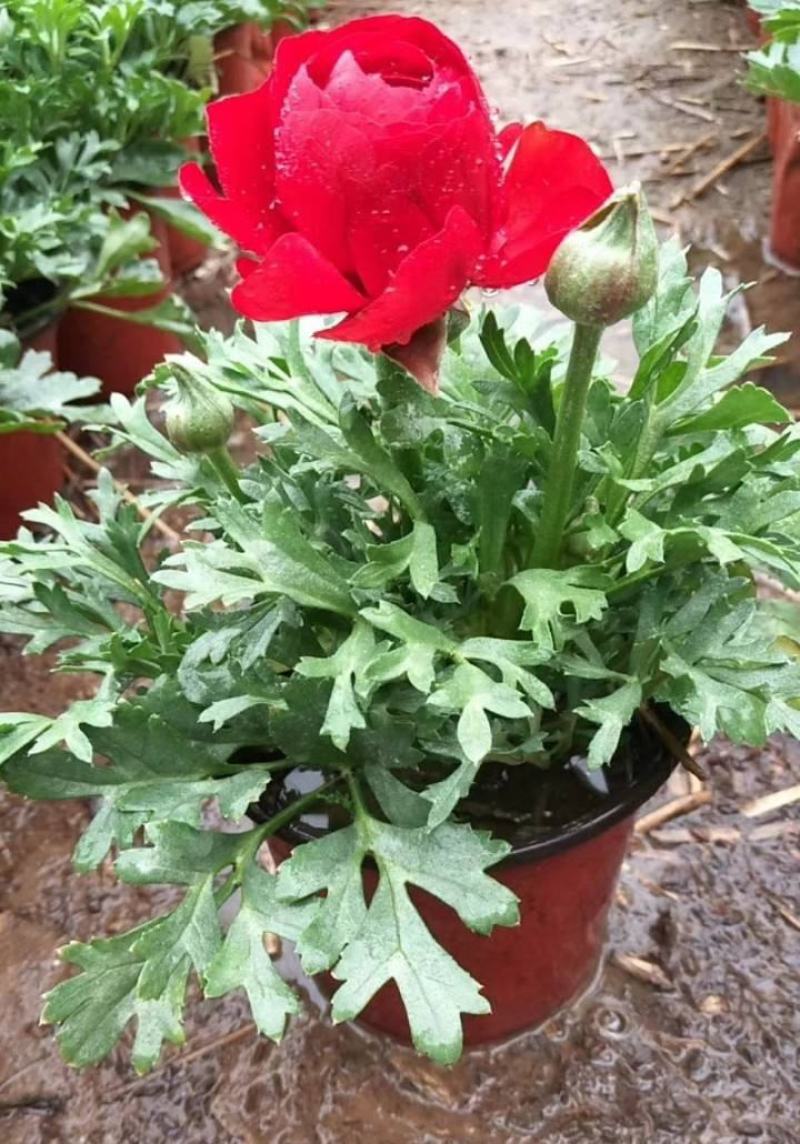 花毛茛盆栽带花进口水培重瓣洋苗四季常青易活室内阳台耐寒植