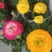 花毛茛盆栽带花进口水培重瓣洋苗四季常青易活室内阳台耐寒植