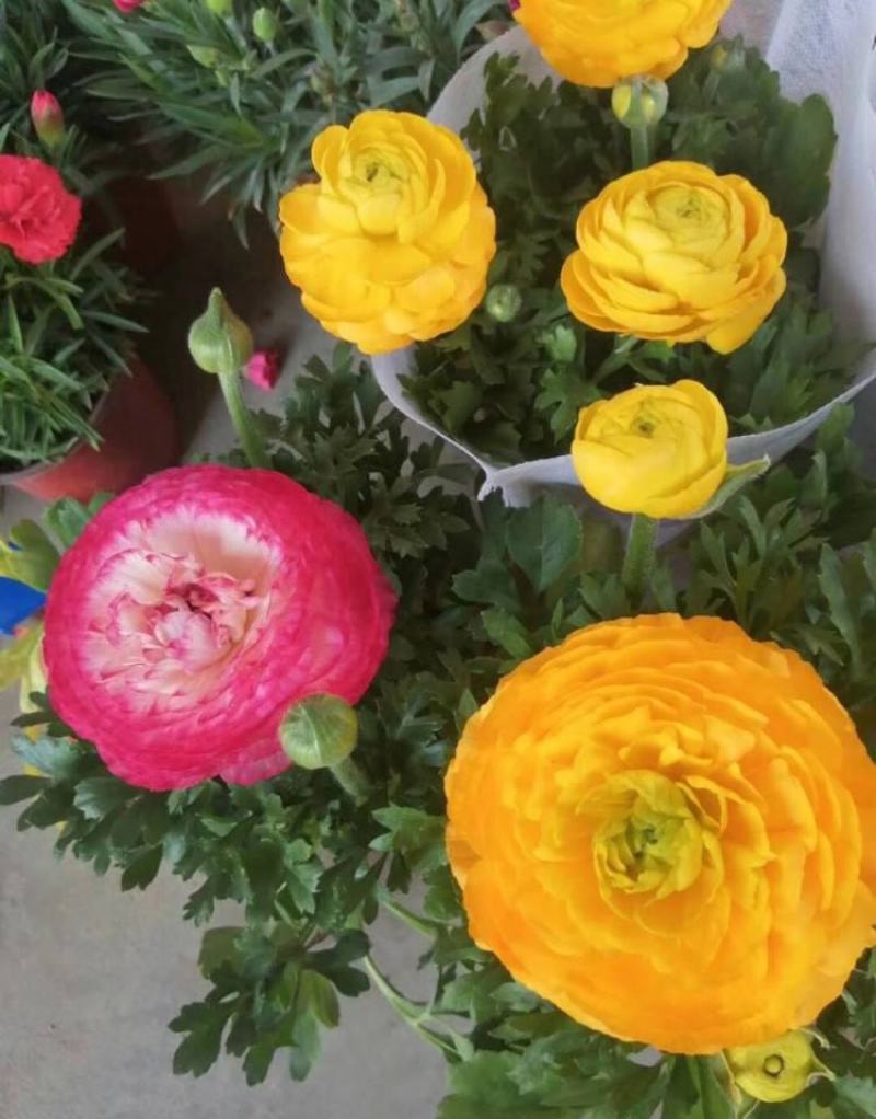 花毛茛盆栽带花进口水培重瓣洋苗四季常青易活室内阳台耐寒植