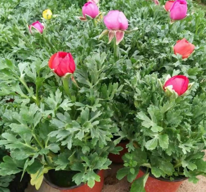 花毛茛盆栽带花进口水培重瓣洋苗四季常青易活室内阳台耐寒植