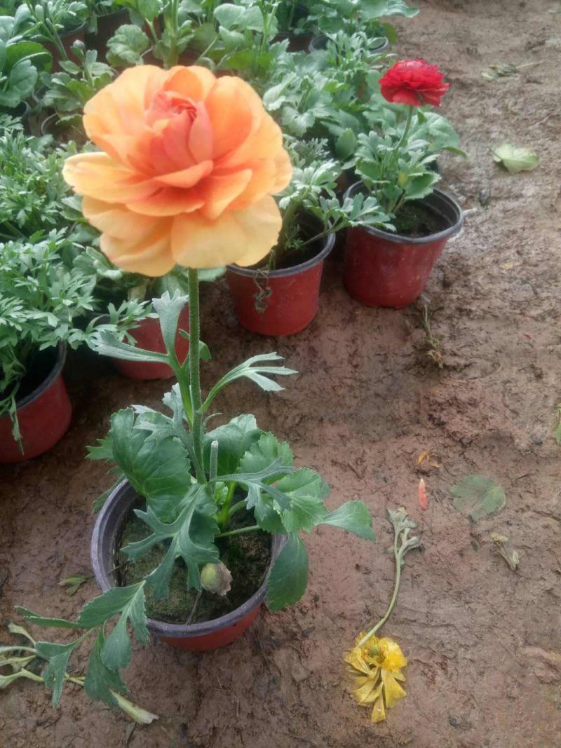花毛茛盆栽带花进口水培重瓣洋苗四季常青易活室内阳台耐寒植