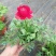 花毛茛盆栽带花进口水培重瓣洋苗四季常青易活室内阳台耐寒植
