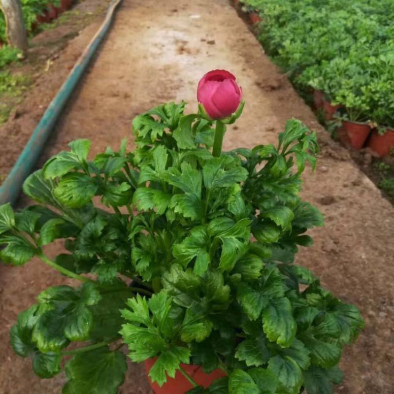 花毛茛盆栽带花进口水培重瓣洋苗四季常青易活室内阳台耐寒植