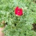 花毛茛盆栽带花进口水培重瓣洋苗四季常青易活室内阳台耐寒植