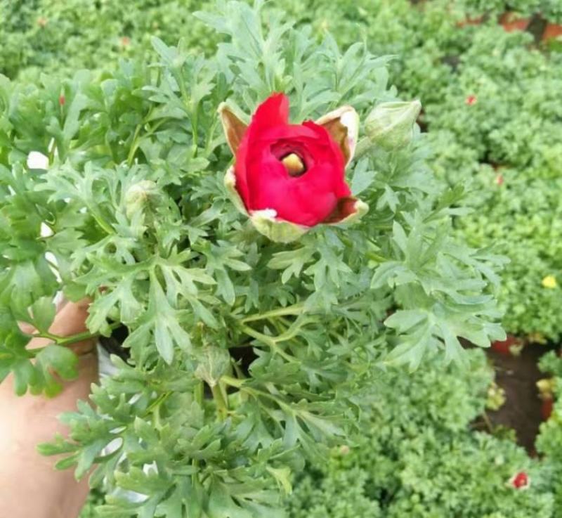 花毛茛盆栽带花进口水培重瓣洋苗四季常青易活室内阳台耐寒植