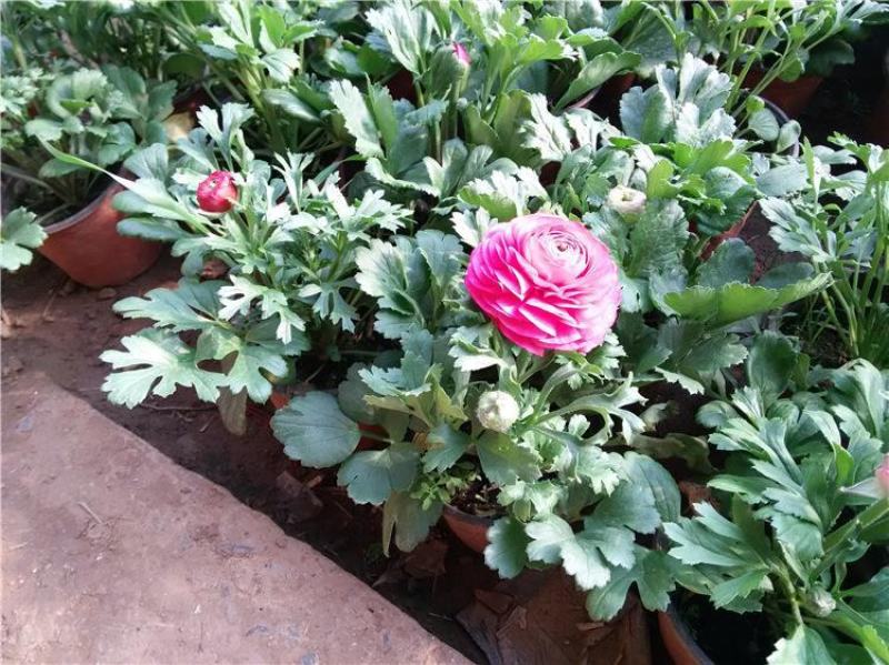 花毛茛盆栽带花进口水培重瓣洋苗四季常青易活室内阳台耐寒植