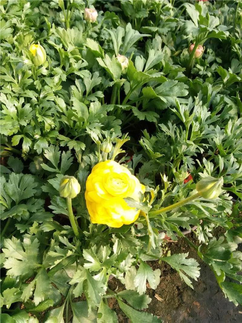 花毛茛盆栽带花进口水培重瓣洋苗四季常青易活室内阳台耐寒植