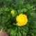 花毛茛盆栽带花进口水培重瓣洋苗四季常青易活室内阳台耐寒植