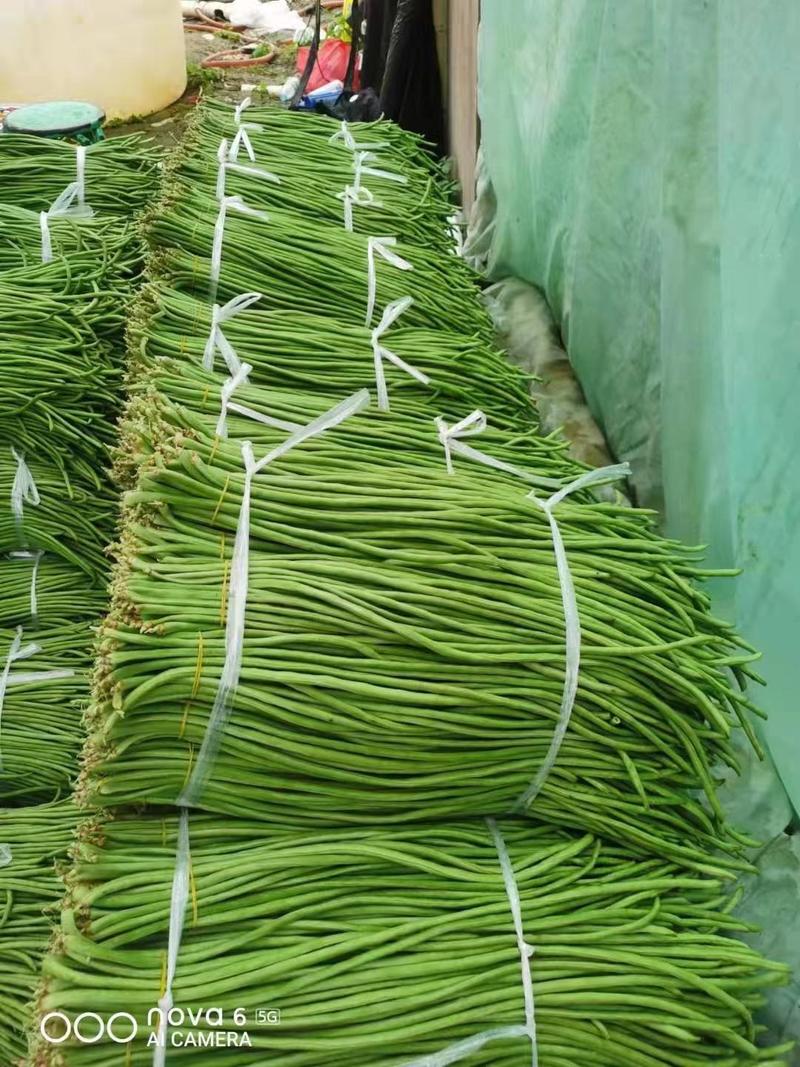 云南省勐腊县精品豆角大量上市货源充足产地直发