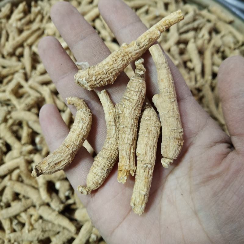 批发.西洋参条花旗参个子泡水煮汤山东文登西洋参段500克