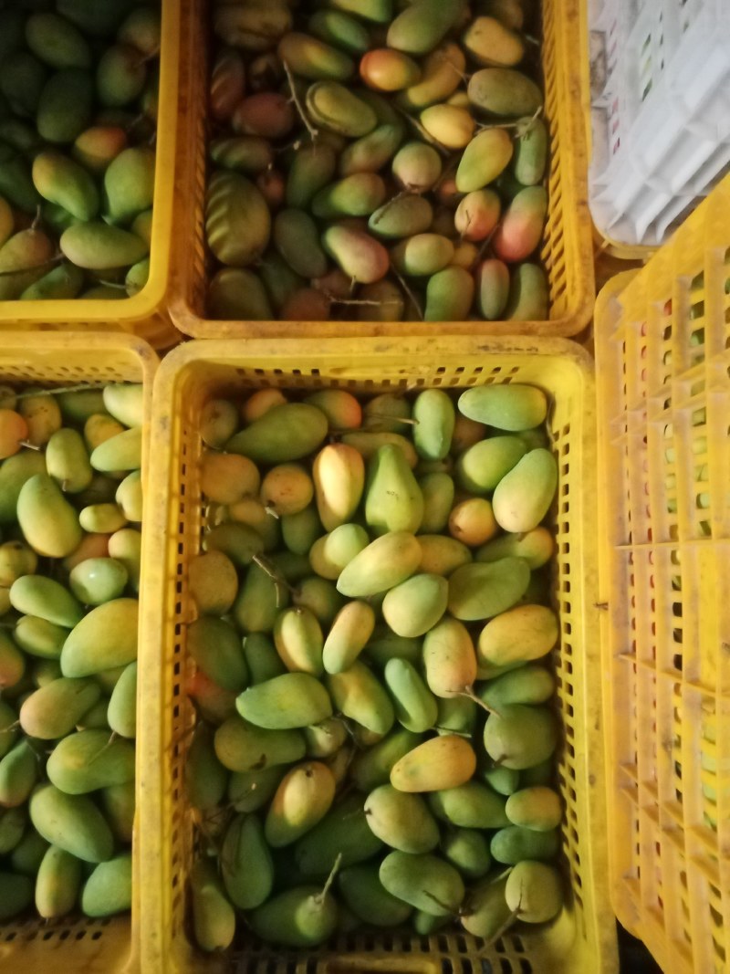 小台芒