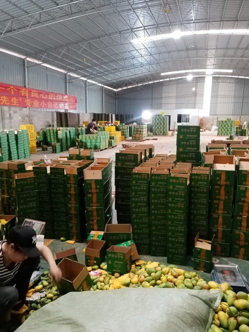 小台芒