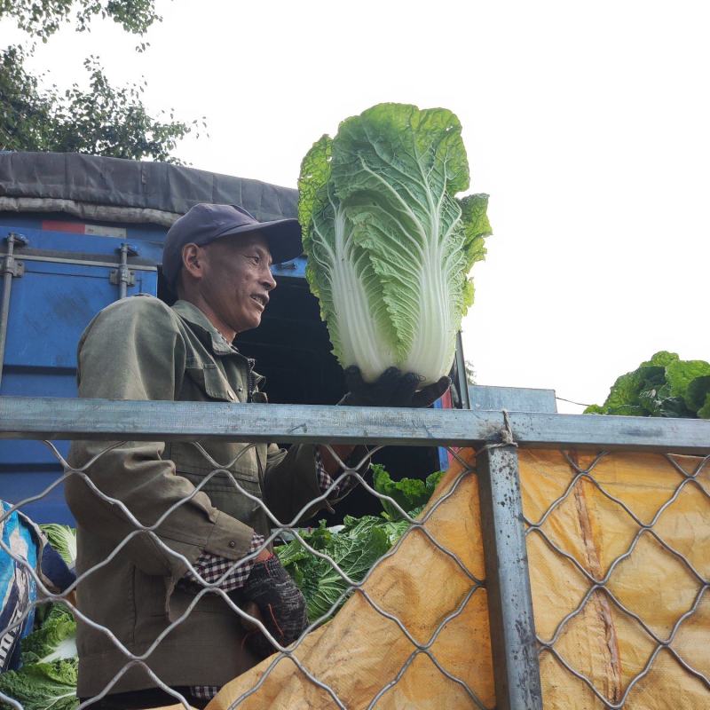 蔚县草沟堡乡大白菜～基地直供量大从优全国发货