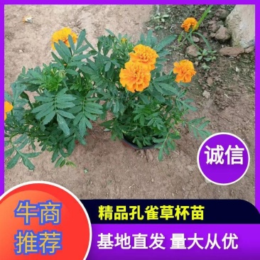 孔雀草黄色橘红色规格齐全菊花小菊花一年生孔雀草