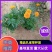 孔雀草黄色橘红色规格齐全菊花小菊花一年生孔雀草