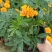 孔雀草黄色橘红色规格齐全菊花小菊花一年生孔雀草