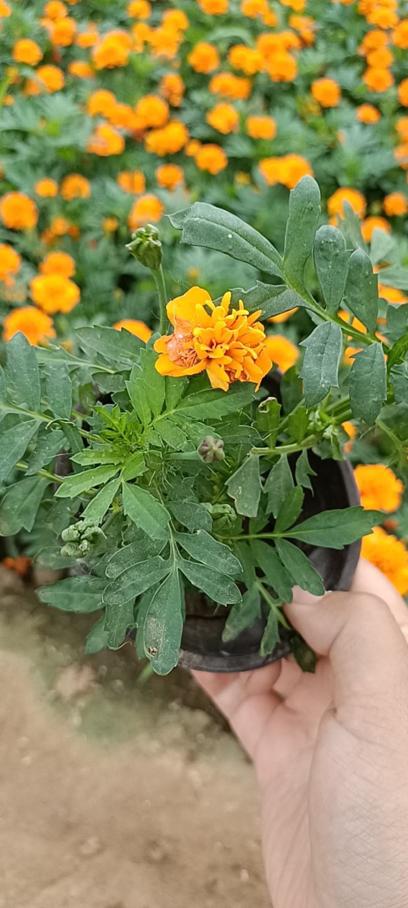 孔雀草黄色橘红色规格齐全菊花小菊花一年生孔雀草