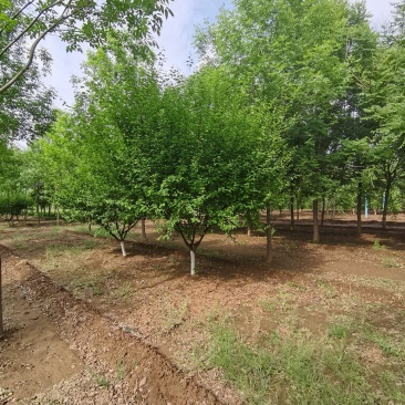 精品带骨架榆叶梅，8公分到14公分